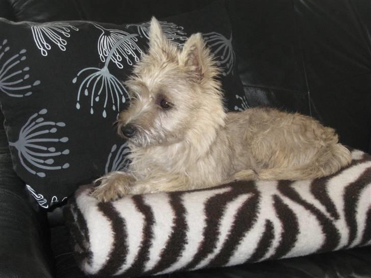 Cairn terrier Bailey billede 16