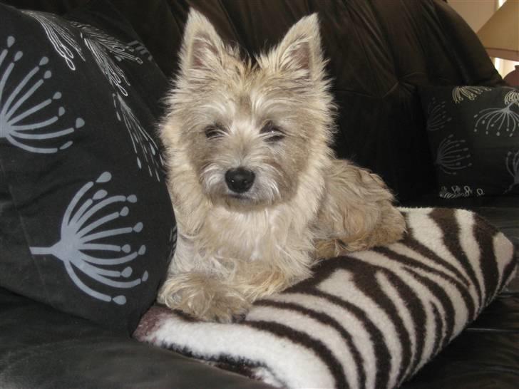 Cairn terrier Bailey billede 17