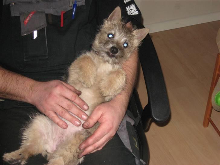 Cairn terrier Bailey billede 18