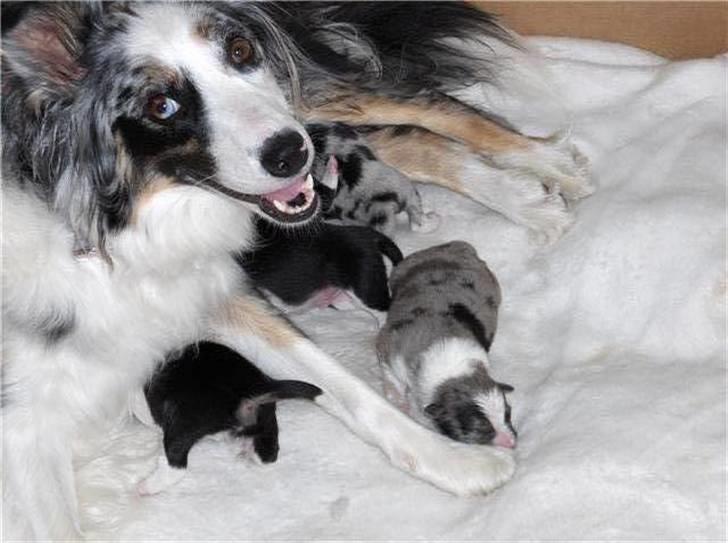 Australian shepherd laika's  Hvalpe. - laika med dine hvalpe billede 1