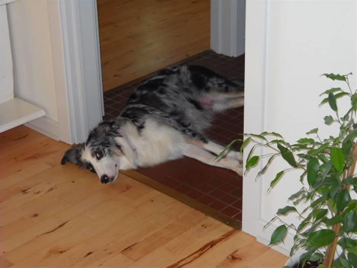 Australian shepherd laika's  Hvalpe. - pyh ha en træt mor trænger til et hvil billede 2