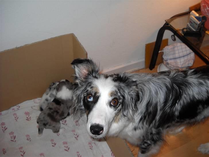 Australian shepherd laika's  Hvalpe. - kigger lige til de små billede 3