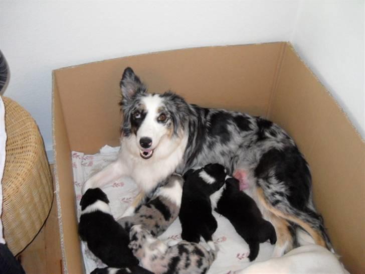 Australian shepherd laika's  Hvalpe. - på den igen billede 4