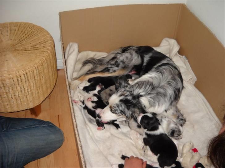 Australian shepherd laika's  Hvalpe. - jeg passer rigtigt godt på mine perler billede 5