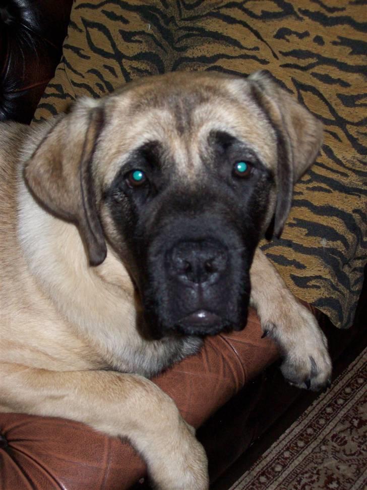 Blanding af racer Freja - Freja 8 mdr. billede 1