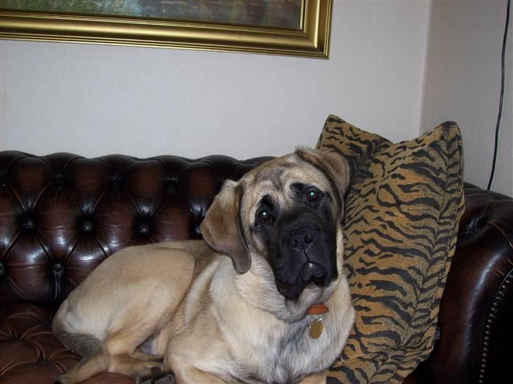 Blanding af racer Freja - Sad du her??? billede 2