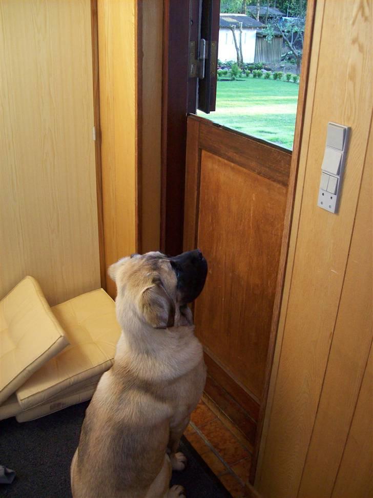 Blanding af racer Freja - Hallo... Du glemte mig! billede 4