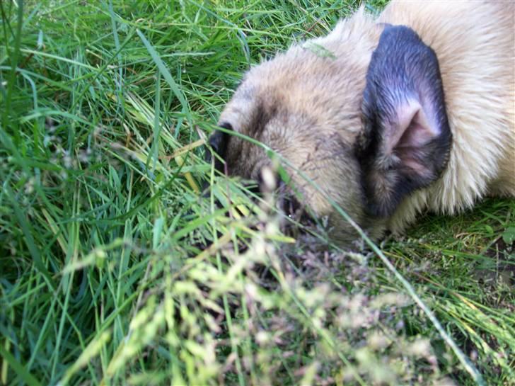 Blanding af racer Freja - Titte bøh.. billede 6