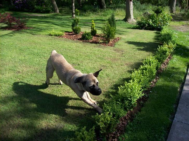 Blanding af racer Freja - Nu er det lige før jeg letter... billede 7