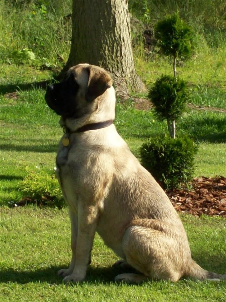 Blanding af racer Freja - SÅ flot! billede 8