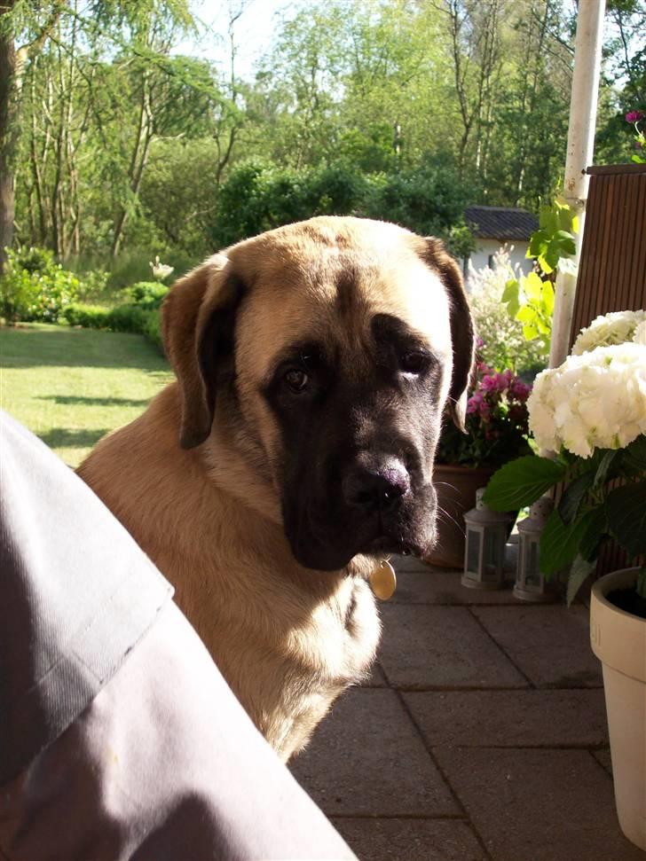 Blanding af racer Freja - Lad mig nu være.. billede 9