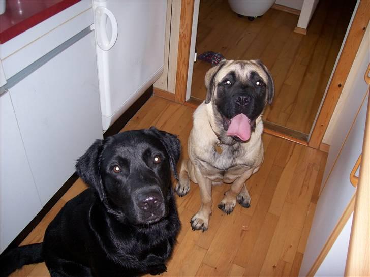 Blanding af racer Freja - Tigger godbider med Kenzo billede 10