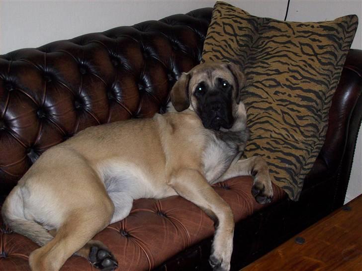 Blanding af racer Freja - Der er ikke plads til dig, ha ha billede 11