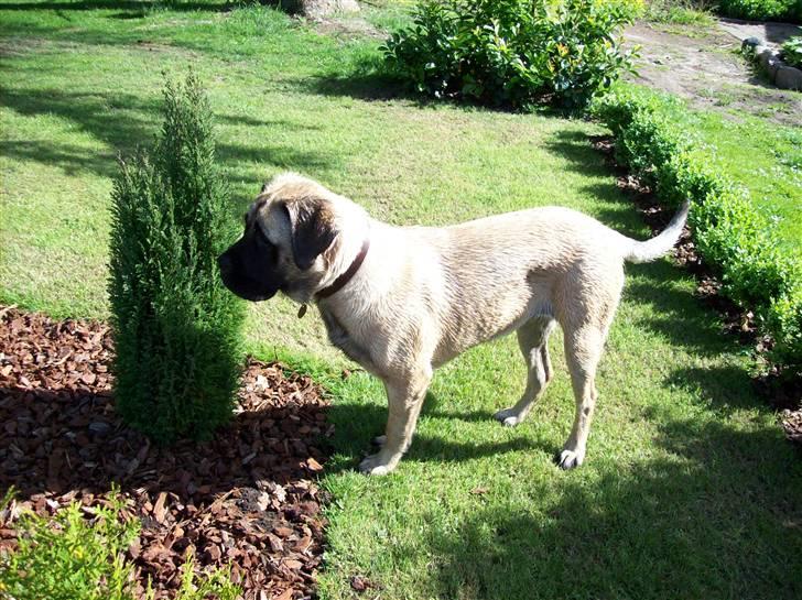 Blanding af racer Freja - Moar.. Du har glemt noget ukrudt! billede 12