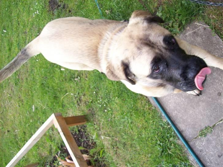 Blanding af racer Freja - Hmm... Det var godt billede 13