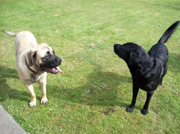 Blanding af racer Freja - Min bedste legekammerat Kenzo billede 14