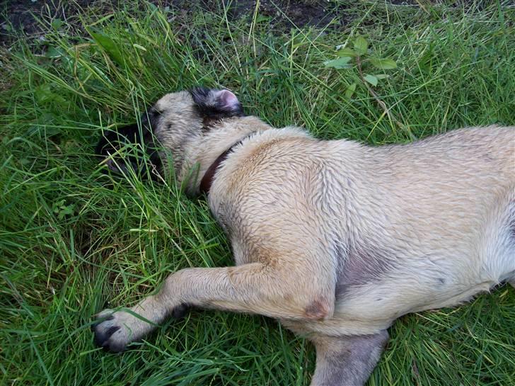 Blanding af racer Freja - Ahh.. Køligt græs, I like a lot billede 15