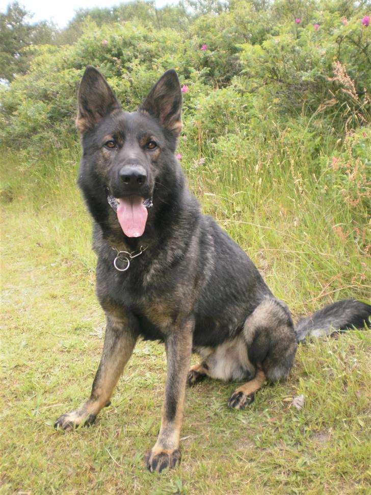 Schæferhund Diego billede 14