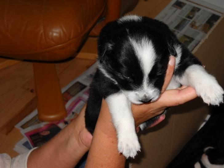 Australian shepherd laika's  Hvalpe. billede 6