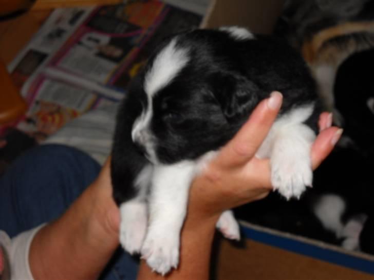 Australian shepherd laika's  Hvalpe. billede 7