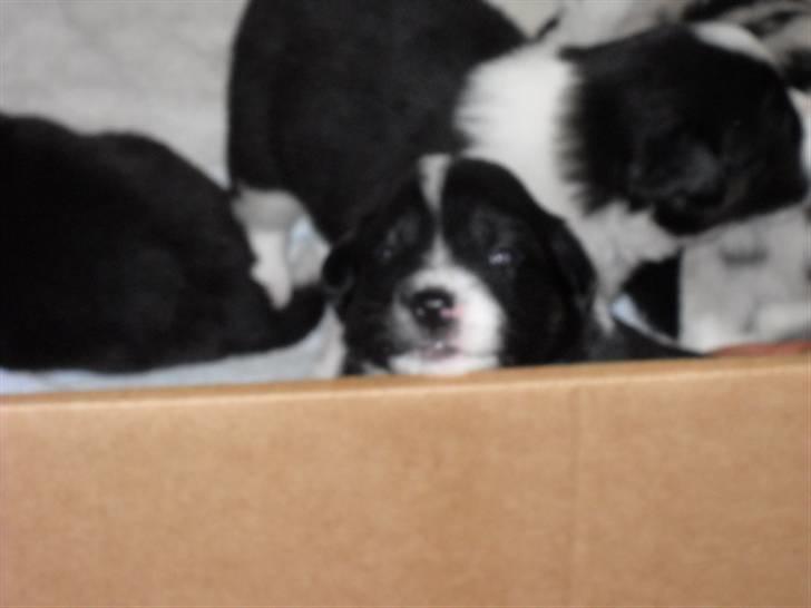 Australian shepherd laika's  Hvalpe. billede 8