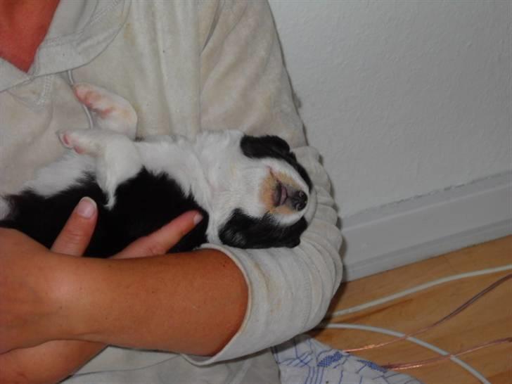 Australian shepherd laika's  Hvalpe. billede 9