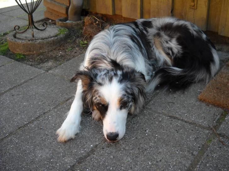 Australian shepherd laika's  Hvalpe. billede 10