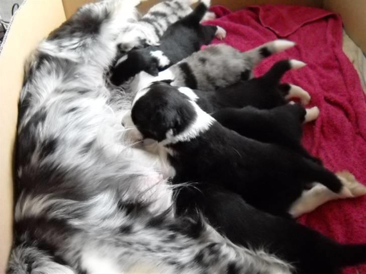 Australian shepherd laika's  Hvalpe. billede 11