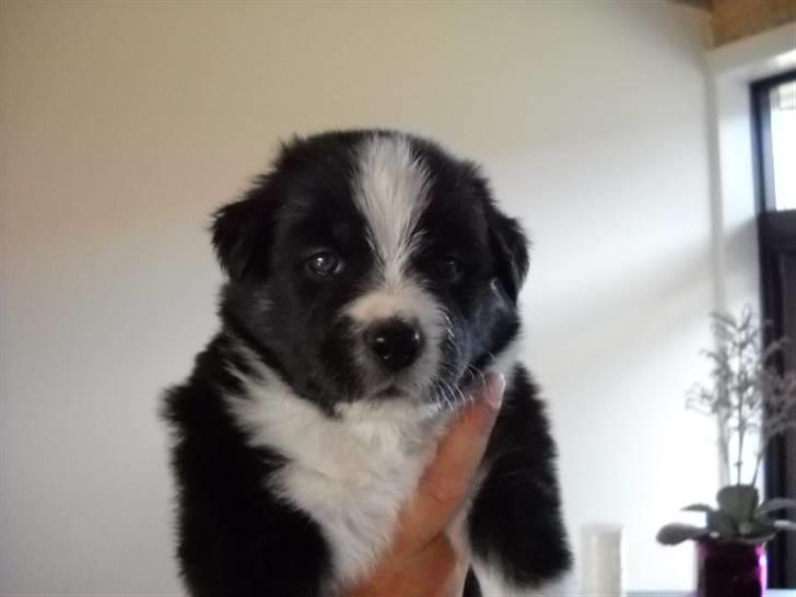 Australian shepherd laika's  Hvalpe. - Nana billede 12