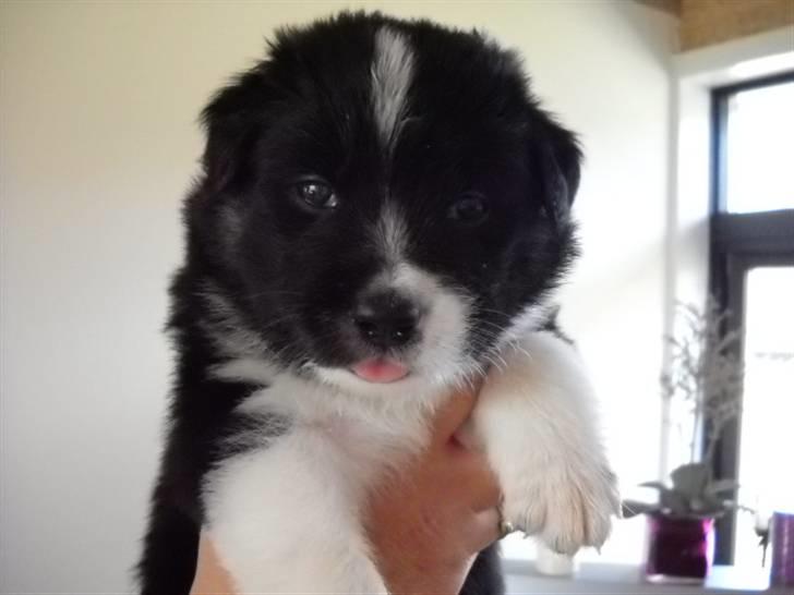 Australian shepherd laika's  Hvalpe. - Kira billede 13