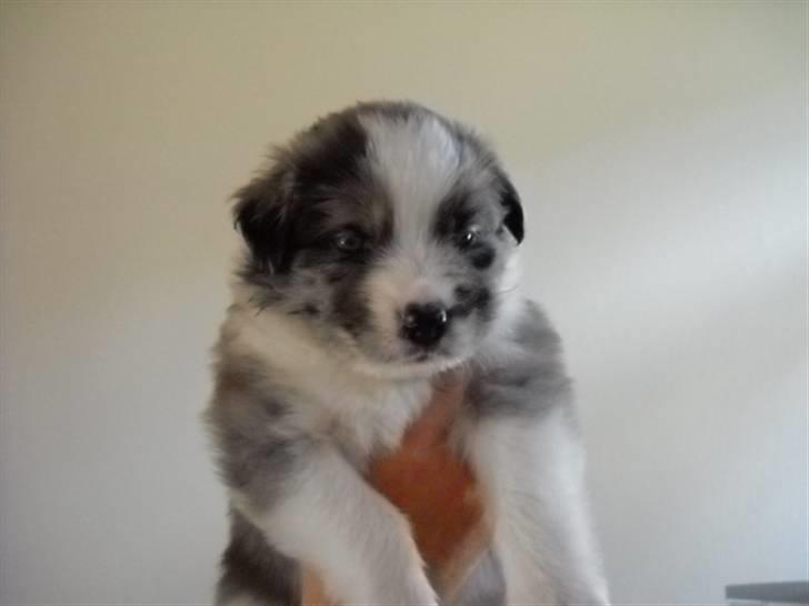 Australian shepherd laika's  Hvalpe. - Cody ( Reserveret) billede 14