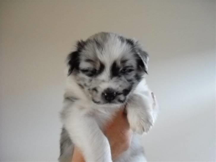 Australian shepherd laika's  Hvalpe. - Bianca billede 15