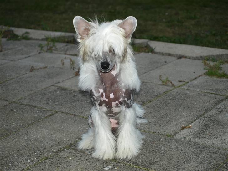 Chinese crested hårløs Dee-Dee billede 3