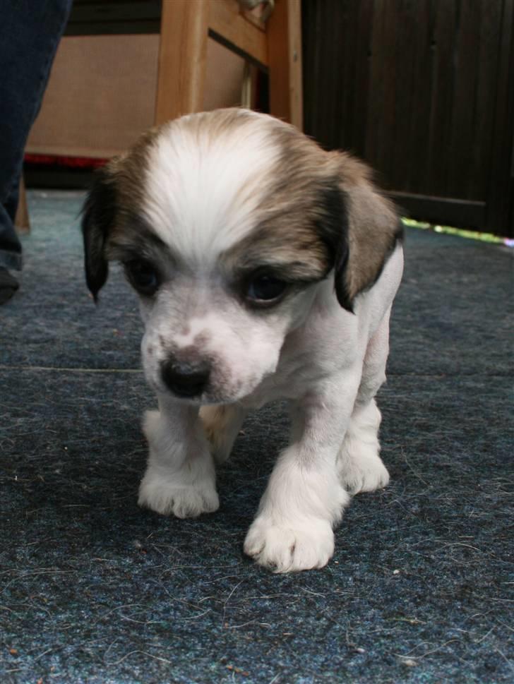 Chinese crested hårløs Dee-Dee billede 4