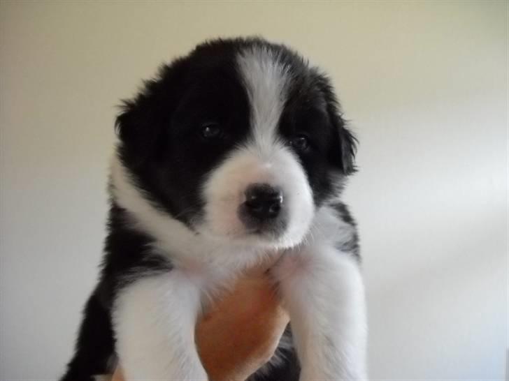 Australian shepherd laika's  Hvalpe. - Bertram Nu Kaldt Cody af ny ejer (: billede 16