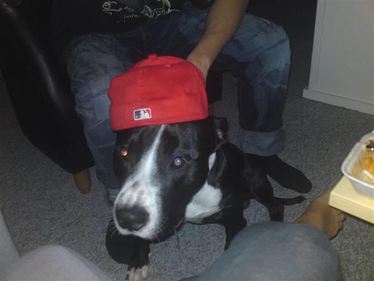 Amerikansk staffordshire terrier Chico billede 10