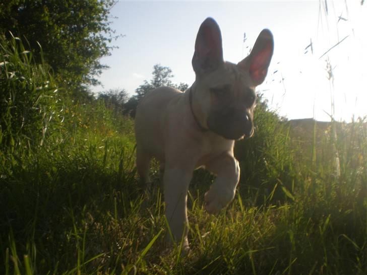 Bullmastiff Vera billede 11