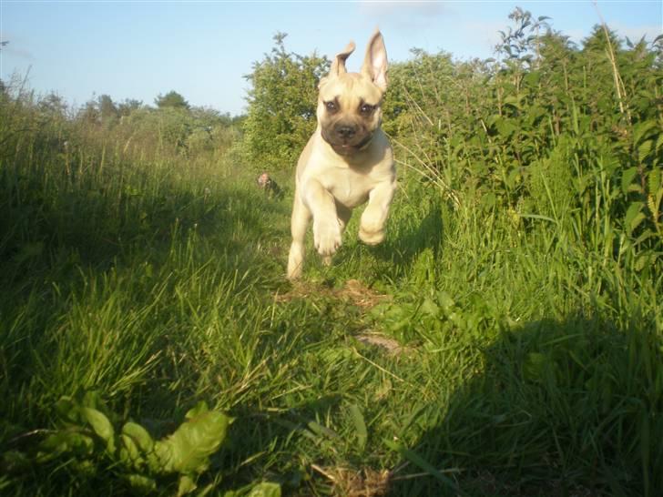 Bullmastiff Vera billede 12