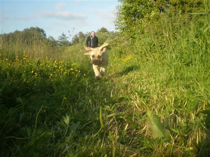 Bullmastiff Vera billede 13