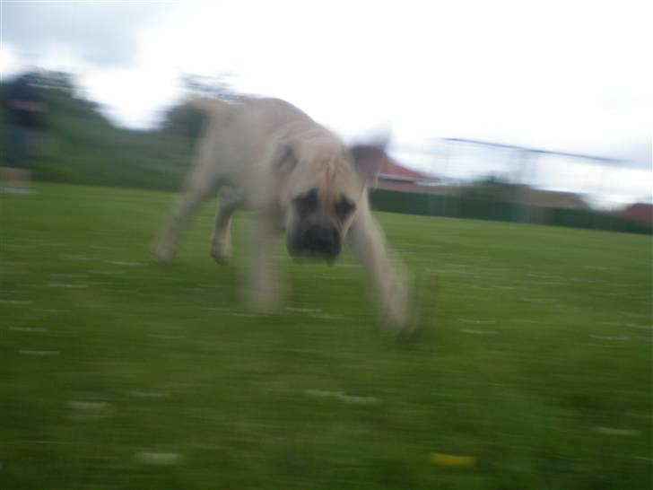 Bullmastiff Vera billede 14
