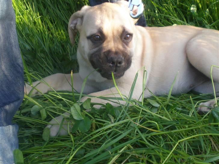 Bullmastiff Vera billede 15