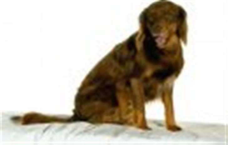 Blanding af racer Bonzo - Bonzo´s billede til Horsens sødeste hund 2009 billede 4