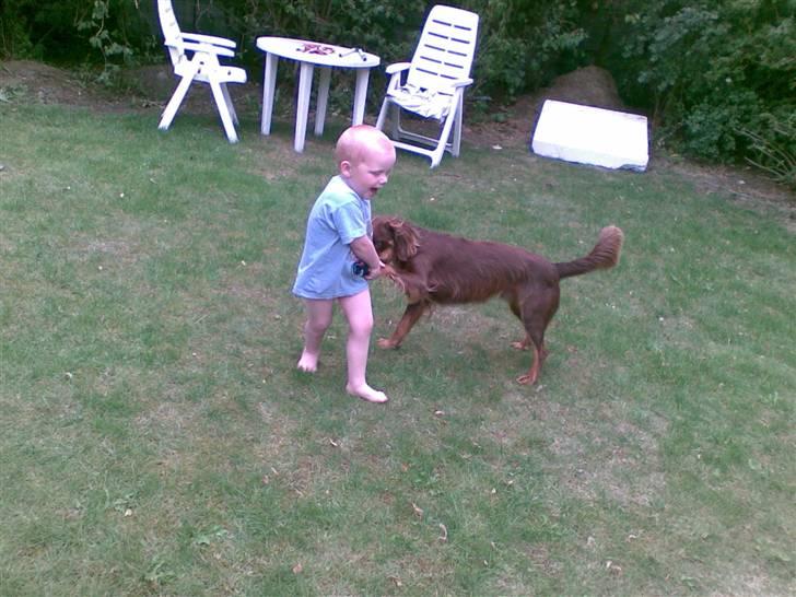 Blanding af racer Bonzo billede 5