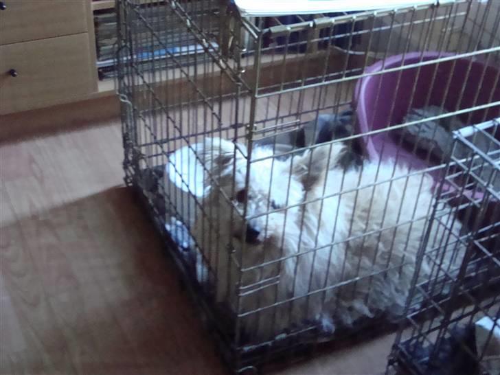 Pumi Tini - Se den lige (: billede 2