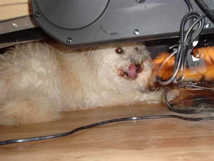 Pumi Tini - Den elsker at vaere sammen med nullermaendene ::D billede 3