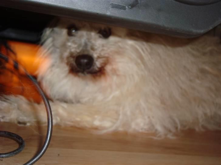 Pumi Tini - Hun elsker bare at side under sengen <3 billede 4