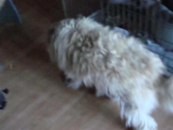 Pumi Tini - Hun ser da meget behaaret ud ::D billede 5