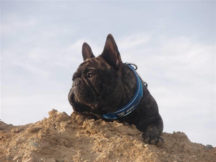 Fransk bulldog Albert - 18.06.09 billede 11