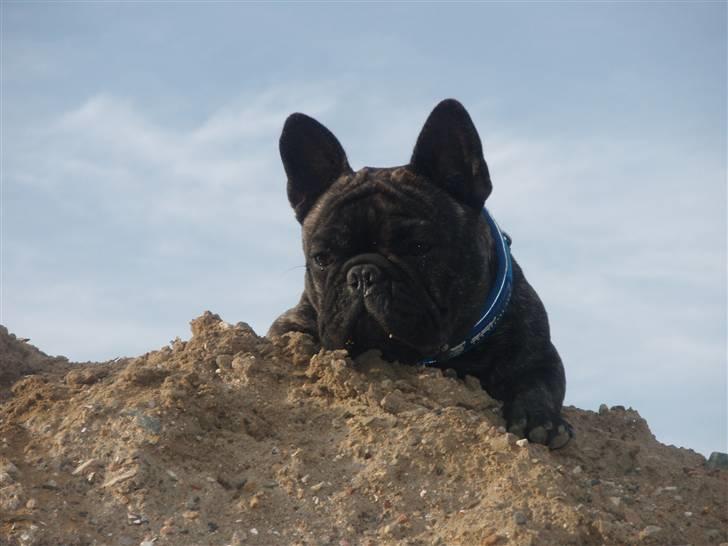 Fransk bulldog Albert - 18.06.09 billede 12