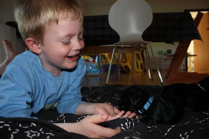 Blanding af racer Johan jack - Max er min bedste ven =;0) billede 7